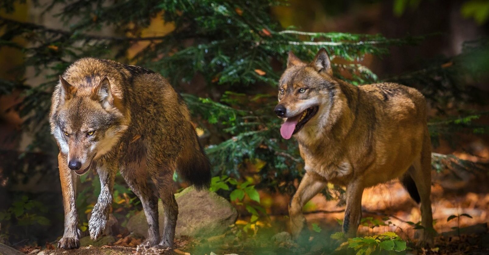 The Wisdom of Wolves: A Symbol of Mental Health and Recovery